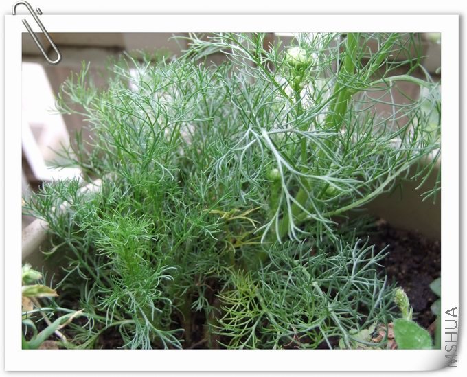 ������С DSCF0001.jpg