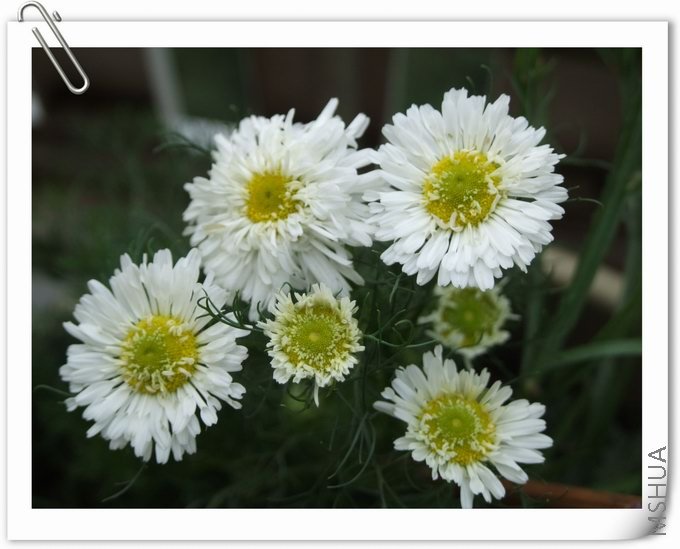 ������С DSCF0004.jpg