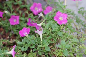 DSC_0098.JPG
