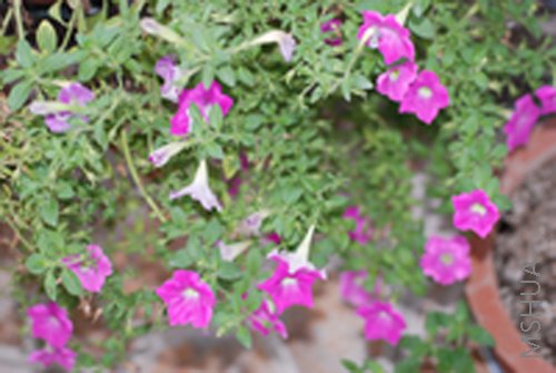 DSC_0083.JPG
