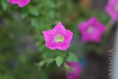 DSC_0096.JPG