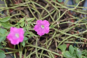 DSC_0084.JPG