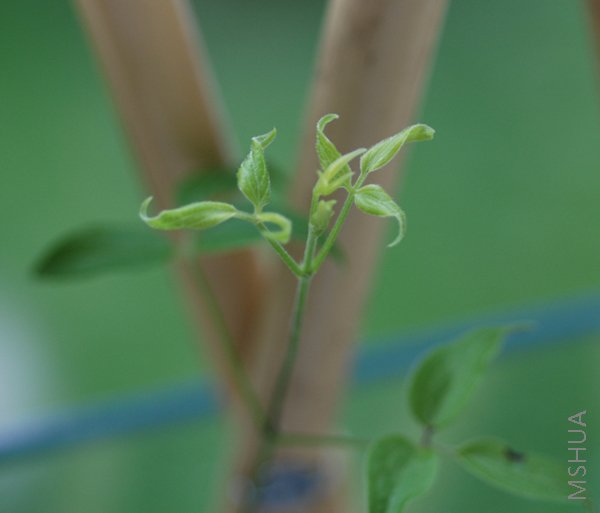DSC_0087.JPG