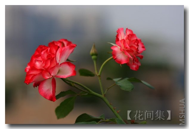 IMG_0590 ����.jpg