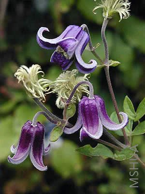 clematis_fascination_29050766.jpg