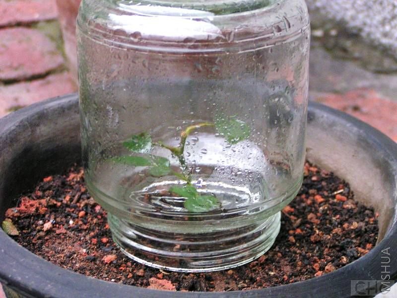 ʾ����ˣ�ƿ��Ǥ�巨�����ڲػ���̳