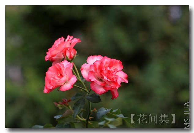 IMG_1286 ����.jpg