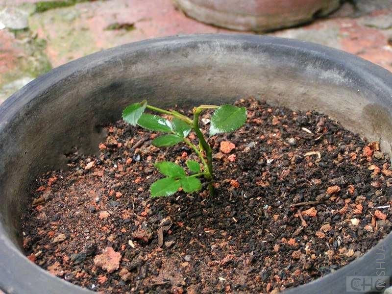 �õ�ƿ�Ӿ���������