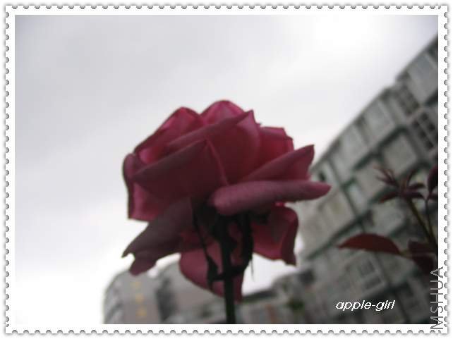 ��Ƭ20080711 007.jpg