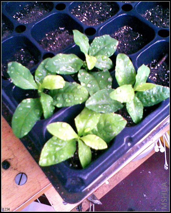 ��ѩ�Ͱ�ѩ...��ͷ���֦�ӡ����һ�塣������Ȼ����