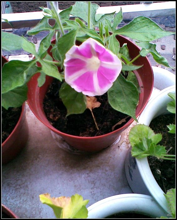 ���Ƶ�����...���գ���һ��...