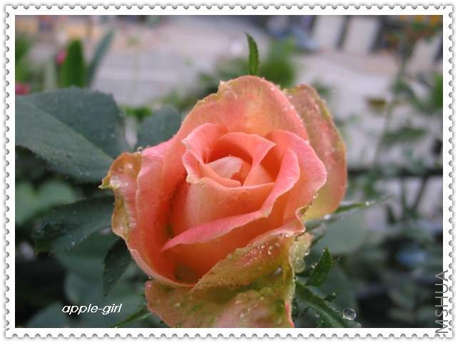 ��Ƭ20080711 035.jpg