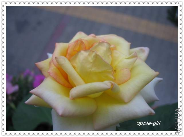 ��Ƭ20080711 005.jpg