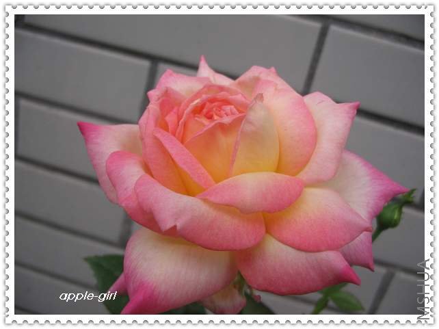 ��Ƭ20080630 002.jpg