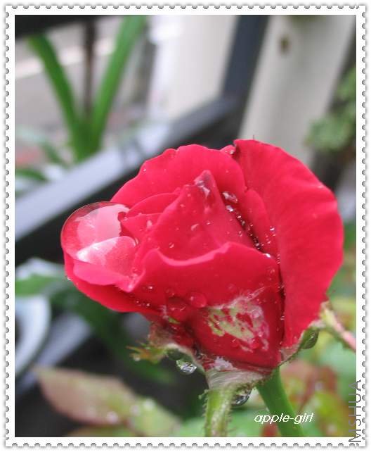 ��Ƭ20080621 006.jpg