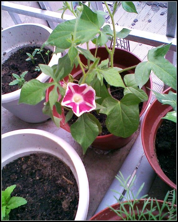 ��ϲ������ɫ...�ӷ�ѿ������1����...