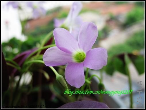 nEO_IMG_7,5,6 186.jpg