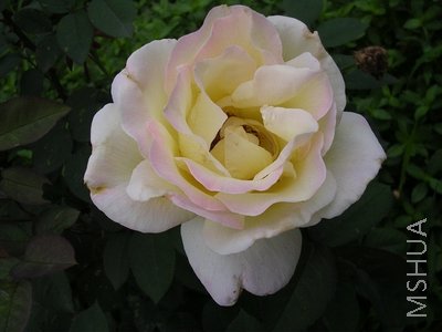 DSCN7921.JPG