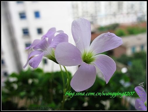 nEO_IMG_7,5,6 187.jpg