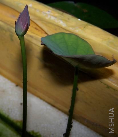 ������С 2.jpg