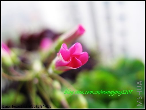 nEO_IMG_7,7�� 003.jpg