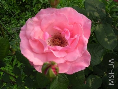 DSCN7795.JPG
