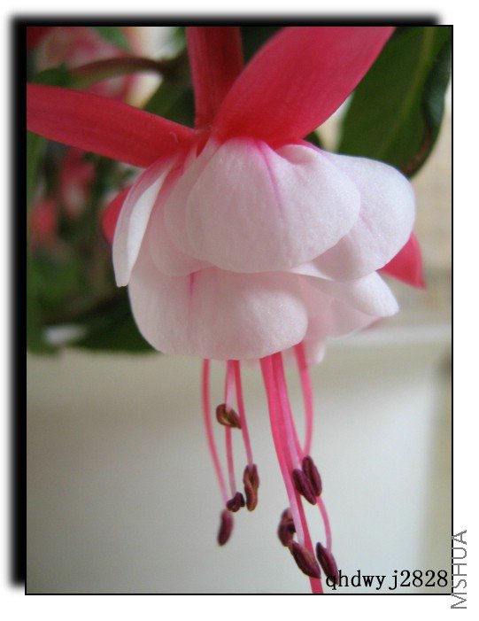 ���� 378.jpg