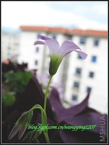 nEO_IMG_7,5,6 185.jpg