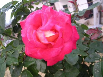 DSCN7852.JPG