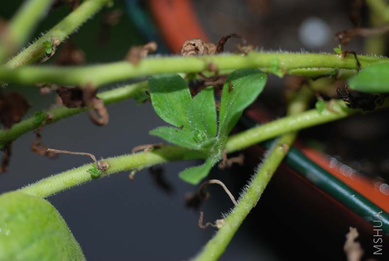 ��һ��ֽ����Ҳ������Сѿ