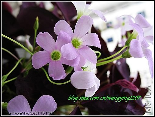 nEO_IMG_7,5,6 189.jpg