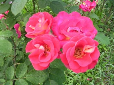 DSCN7861.JPG
