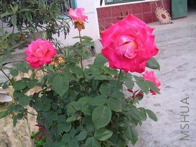 DSCN7851.JPG