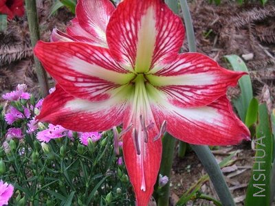DSCN7924.JPG