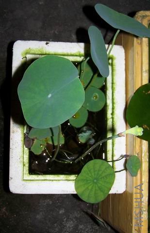 ������С 1.jpg