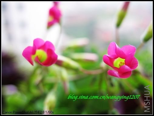 nEO_IMG_7,7�� 007.jpg