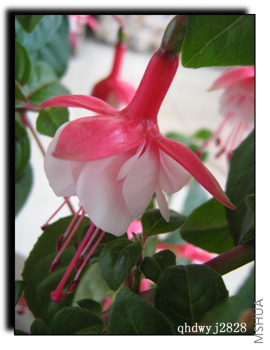 ���� 376.jpg