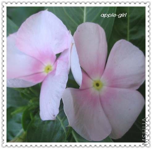��Ƭ20080711 065.jpg