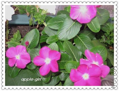 ��Ƭ20080711 029.jpg