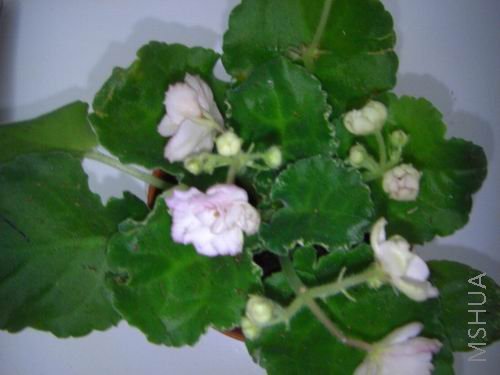 �ذ�״���СС�ۺ�ɫҲ��һ���Ҷ