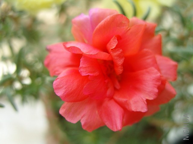 �����ɫ�������޶�����