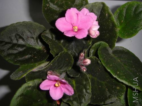 ��Ƭ����ۺ�ɫ