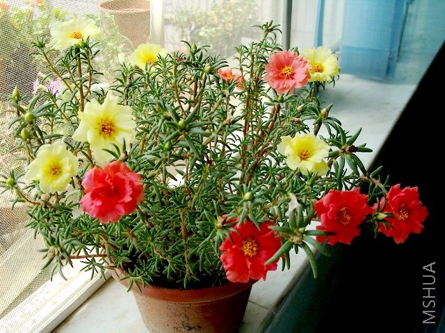 ��ϧֻ�д�����ͻ�ɫ