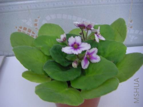 ��Ƭ���������Ϻ�ץȾЧ�����