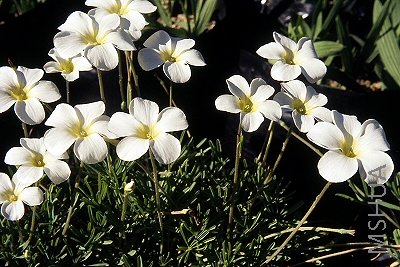 Oxalis cathara .jpg