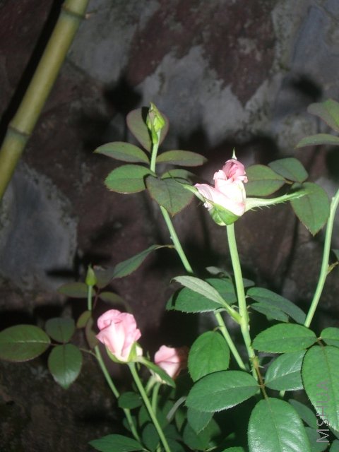 ��ת CIMG8553.JPG