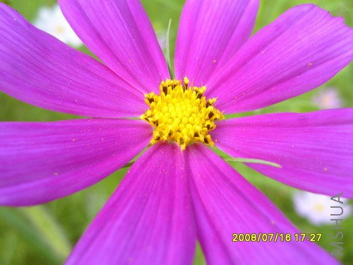 ��֪����ɶ,ɭ�ֹ�԰�ĵ�