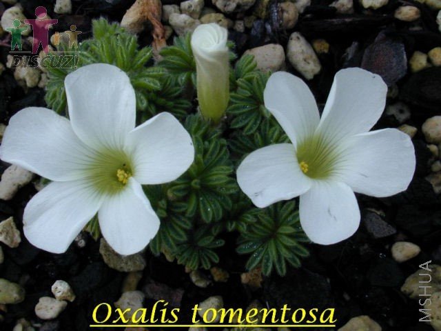 Oxalis tomentosa2.jpg