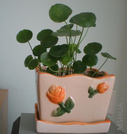 ������ǮǮ