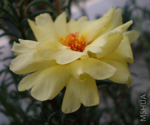 �¿��Ļ�ɫ̫����